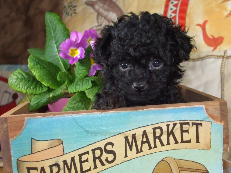 teacup and toy poodles for sale