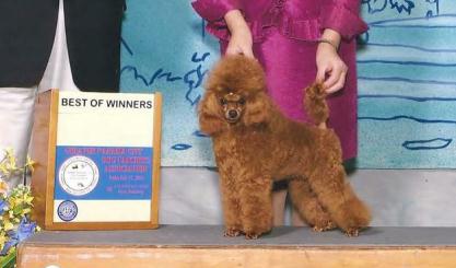 teacup poodle adult size