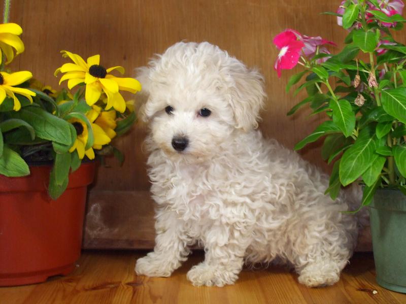 teacup parti poodle